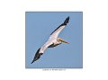 _1SB6550 american white pelican a6x6